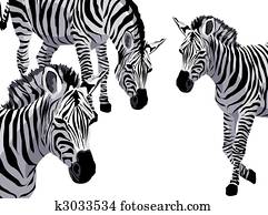 Zebra Zebra