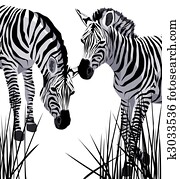 Zebra Zebra