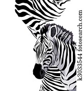 Zebra Zebra
