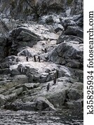 Chinstrap Penguin on the rock