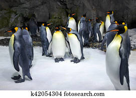 King penguin colony