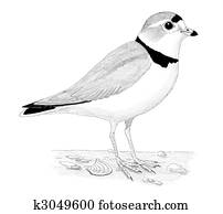 Piping Plover Piping Plover