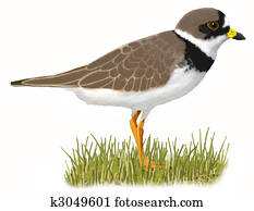 Shorebird Illustrations and Clip Art. 128 shorebird royalty free ...