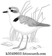 Snowy Plover Snowy Plover