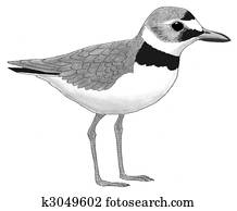 Wilisons Plover Wilisons Plover