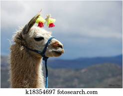 Bolivian Llama Bolivian Llama
