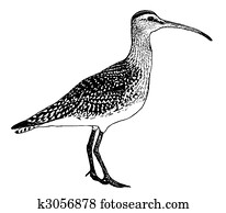 Bristle-thighed Curlew Bristle-thighed Curlew