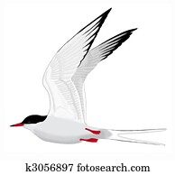 Common Tern Common Tern