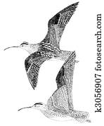 Whimbrel Whimbrel
