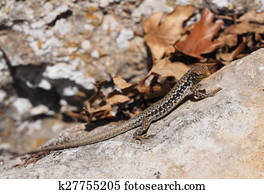 Crimean rock lizard
