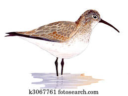 Dunlin Dunlin