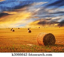 Golden sunset over farm field