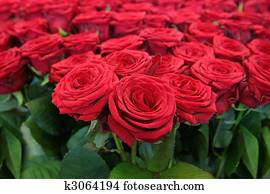 grande, grupo, rosas vermelhas