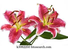 Lily Flowers Lily Flowers