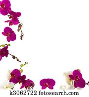 Orchid Border