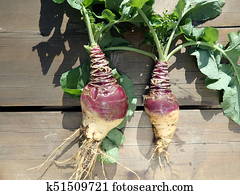 rutabaga, -, colheita, colheita