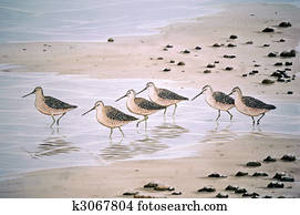 Short-billed Dowitcher Short-billed Dowitcher