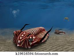 Trilobite Trilobite