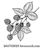 Blackberry branch drawing Blackberry branch drawing