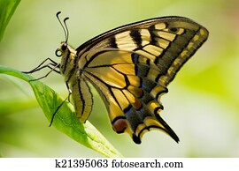 Butterfly Butterfly