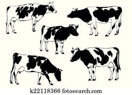 cow cow