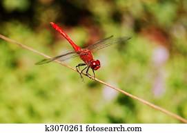 Dragonfly Dragonfly