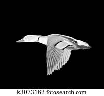 ghost duck ghost duck