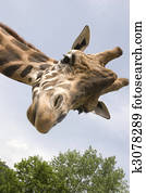 Giraffe Giraffe