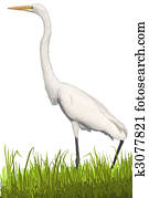 Great Egret Great Egret
