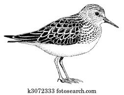 Least Sandpiper Least Sandpiper