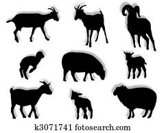Sheep and goats in silhouette Sheep and goats in silhouette