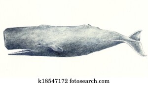 Sperm Whale Sperm Whale