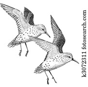 Western Sandpiper Western Sandpiper