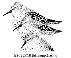 Western Sandpiper Western Sandpiper