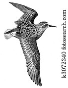 Western Sandpiper Western Sandpiper