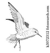 Western Sandpiper Western Sandpiper