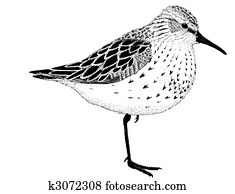 Western Sandpiper Western Sandpiper