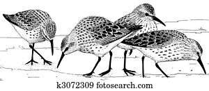 Western Sandpiper Western Sandpiper