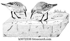 Western Sandpiper Western Sandpiper