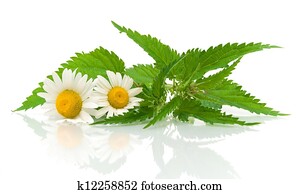 קמומיל, פרחים, ו, סרפד, עוזב, ב, a, רקע לבן