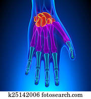 Anatomy of Human Hand and Wrist with Circulatory System