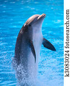 Dolphin Dolphin
