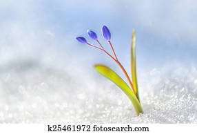 flor mola, açafrão