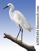 Little Egret Little Egret