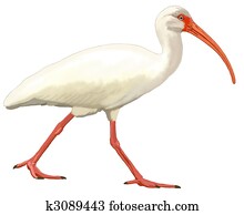 White Ibis White Ibis