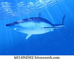 a mako shark a mako shark