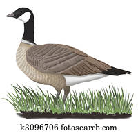 Cackling Goose Cackling Goose