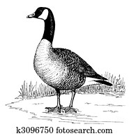 Canada Goose Canada Goose