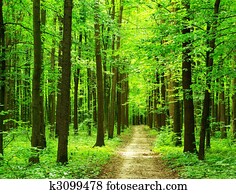 forest forest