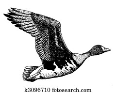 Greater White-fronted Goose Greater White-fronted Goose